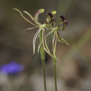 Caladenia barbarosa